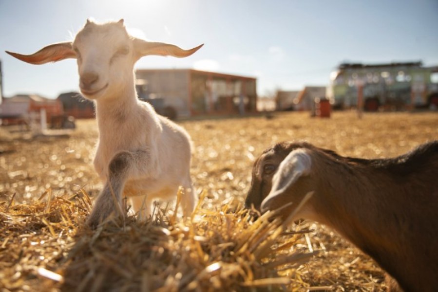 Jakie są zastosowania Colostrum koziego w medycynie i kosmetologii?